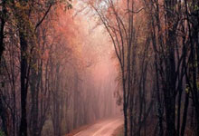 委内瑞拉队在比赛中大获全胜：激情、实力与奇迹的一夜